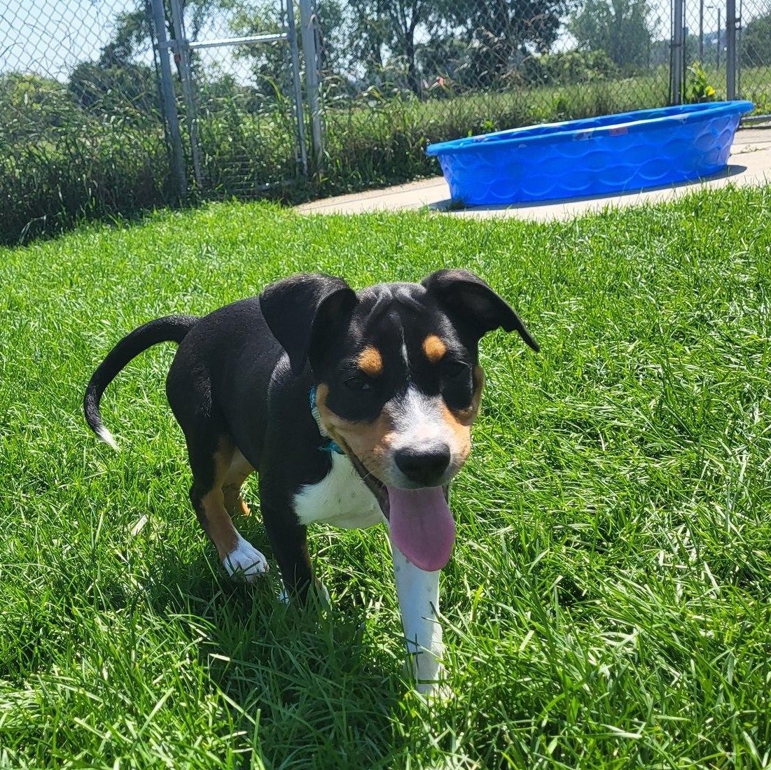 Noodle, an adoptable Hound in Chilton, WI, 53014 | Photo Image 2