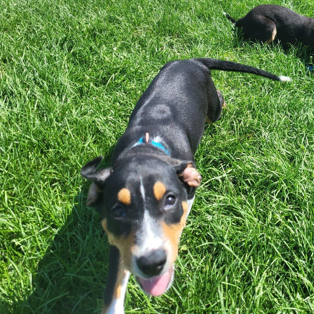 Noodle, an adoptable Hound in Chilton, WI, 53014 | Photo Image 4