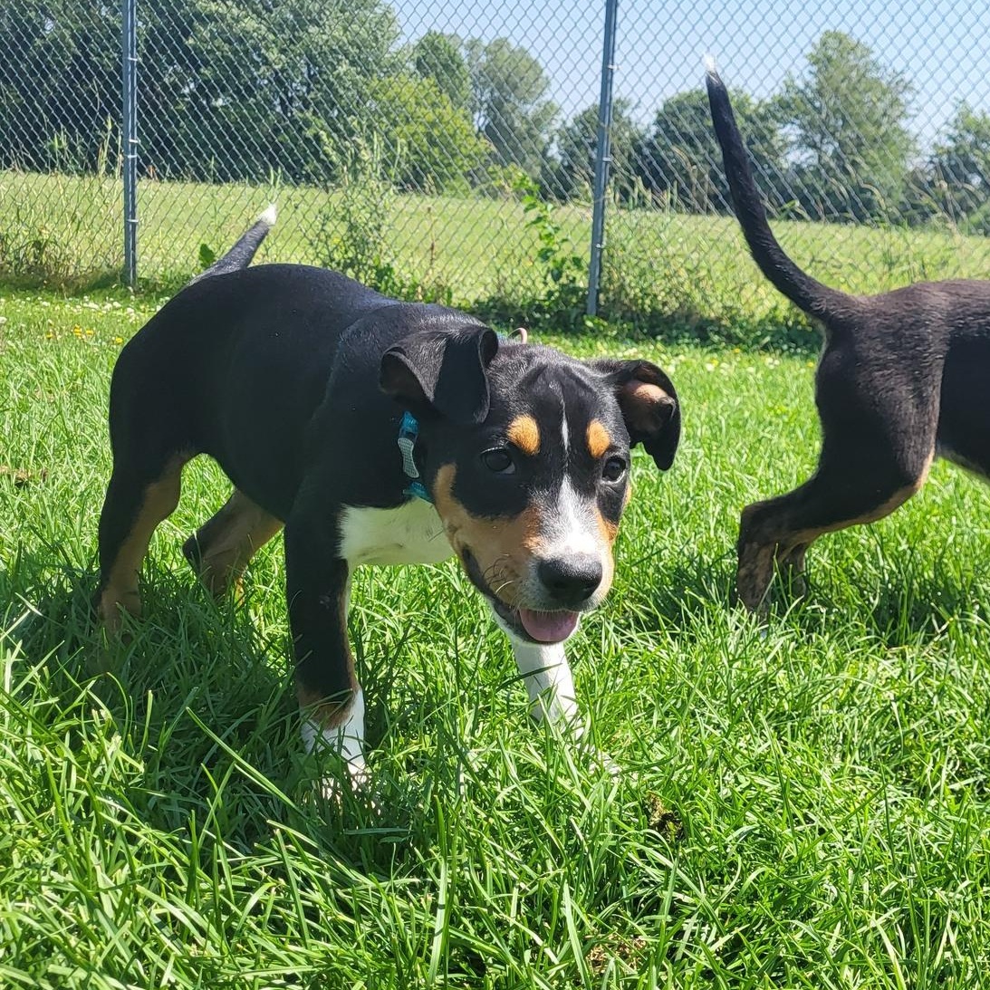 Noodle, an adoptable Hound in Chilton, WI, 53014 | Photo Image 5