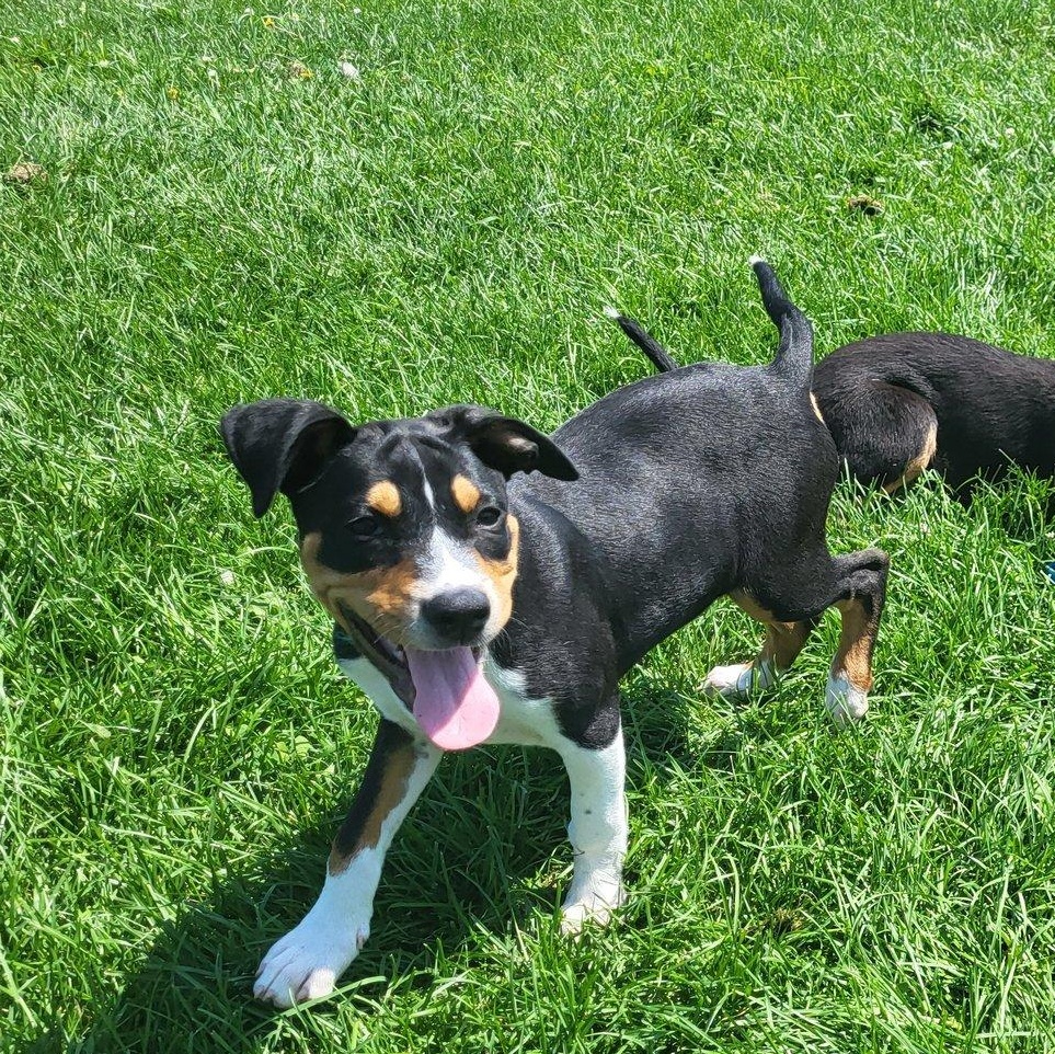 Noodle, an adoptable Hound in Chilton, WI, 53014 | Photo Image 3