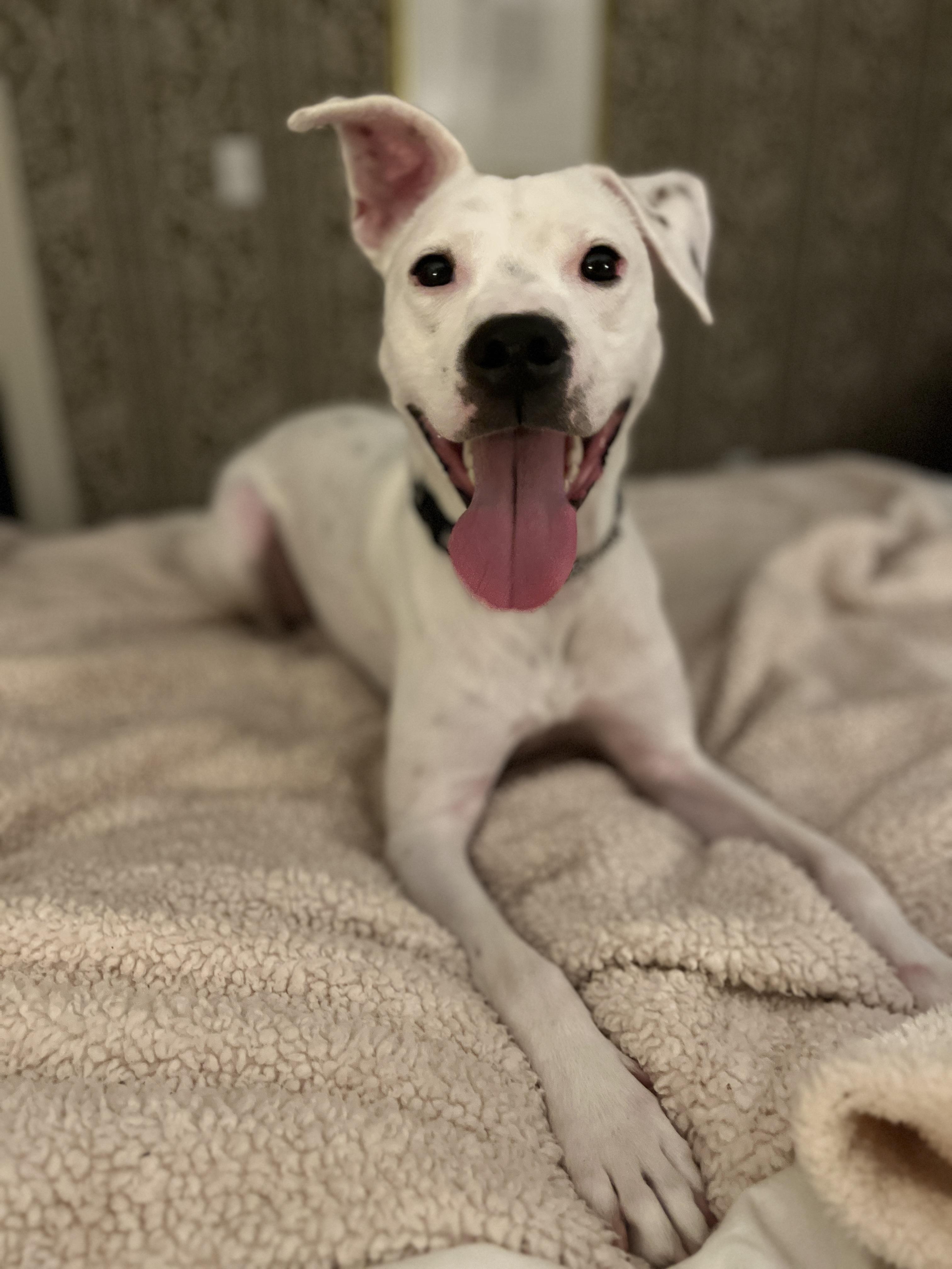 Louie photo