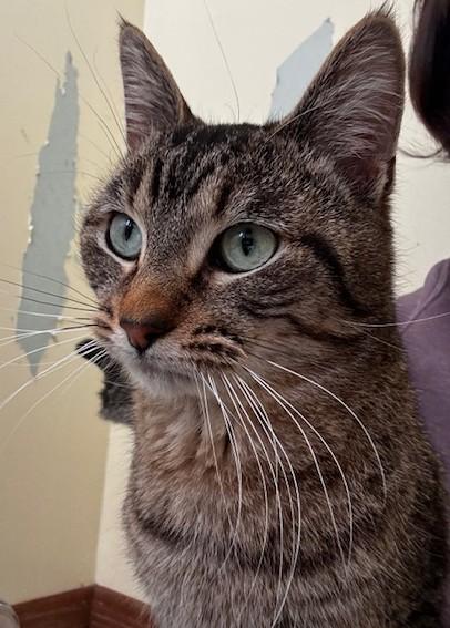 Enlarge Luigi, a ADOPTABLE Domestic Short Hair in Hutchinson, MN image 2/3