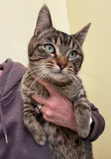 Enlarge Luigi, a ADOPTABLE Domestic Short Hair in Hutchinson, MN image 3/3