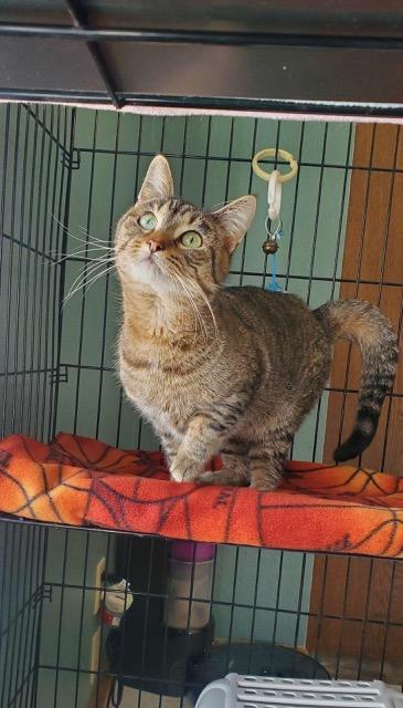 Luigi, ADOPTABLE, Adult Male Domestic Short Hair.
