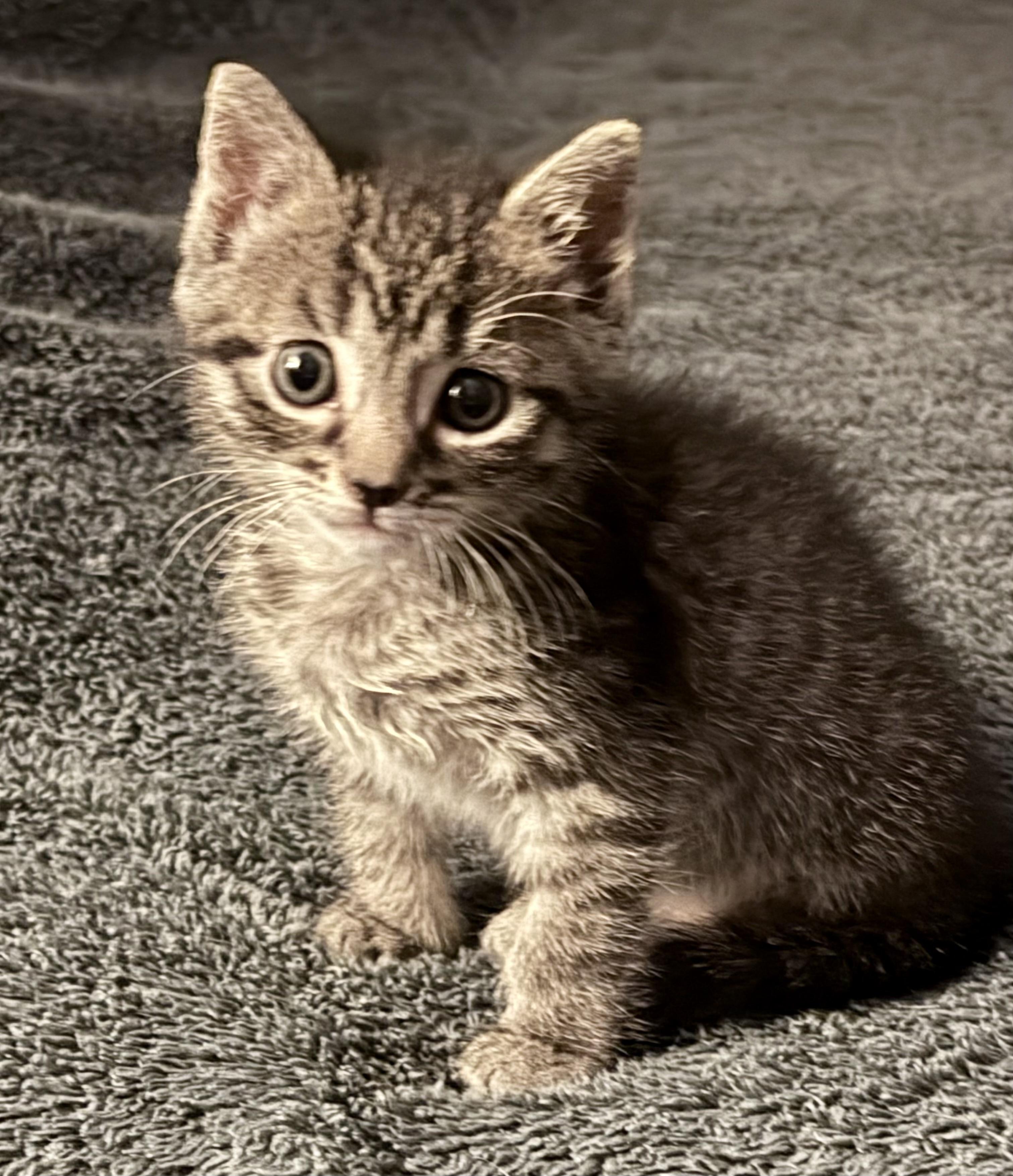 Enlarge Darcy von Meow, an adopted Tabby in Austin, TX image 1/4