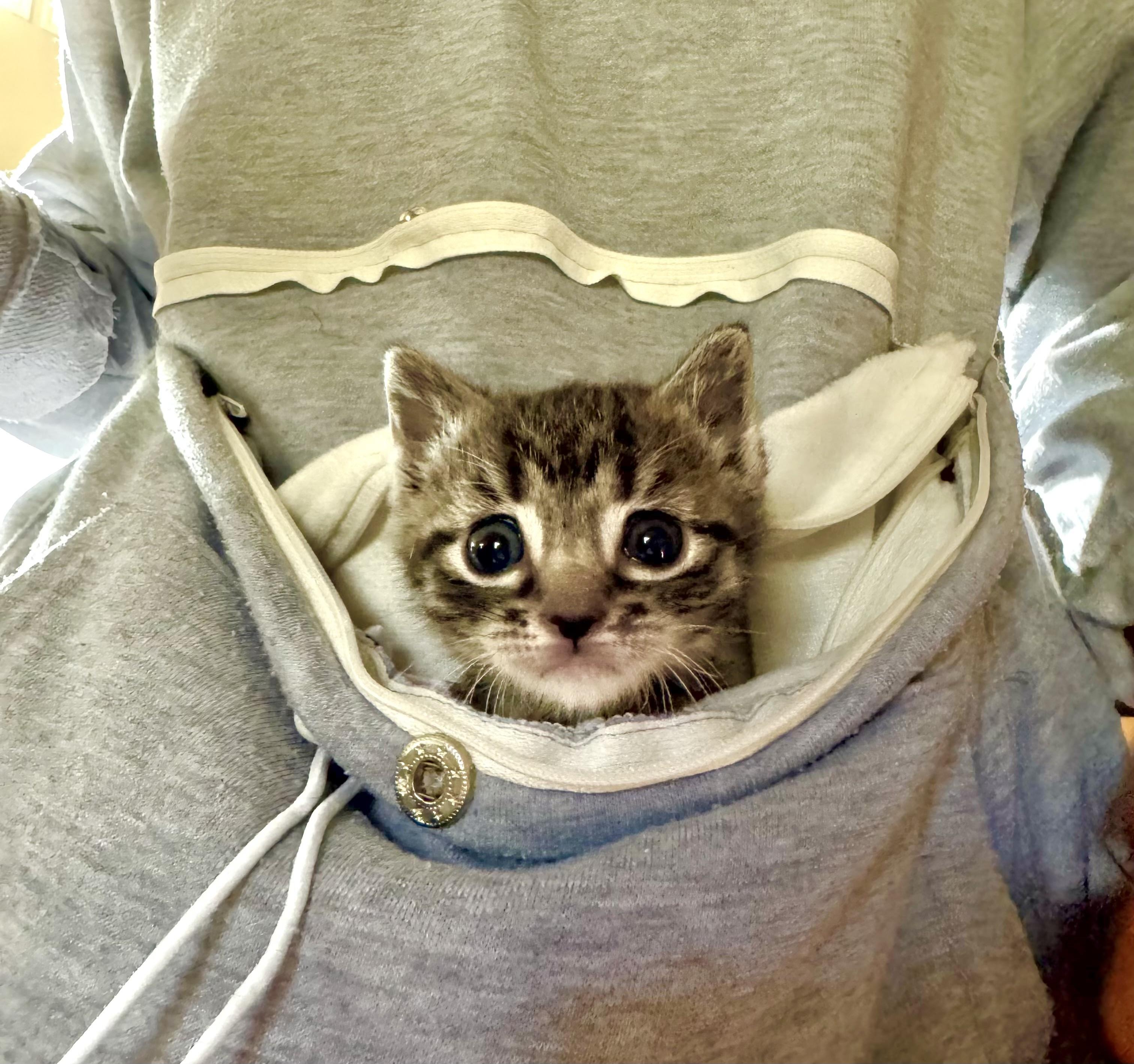 Enlarge Darcy von Meow, an adopted Tabby in Austin, TX image 2/4