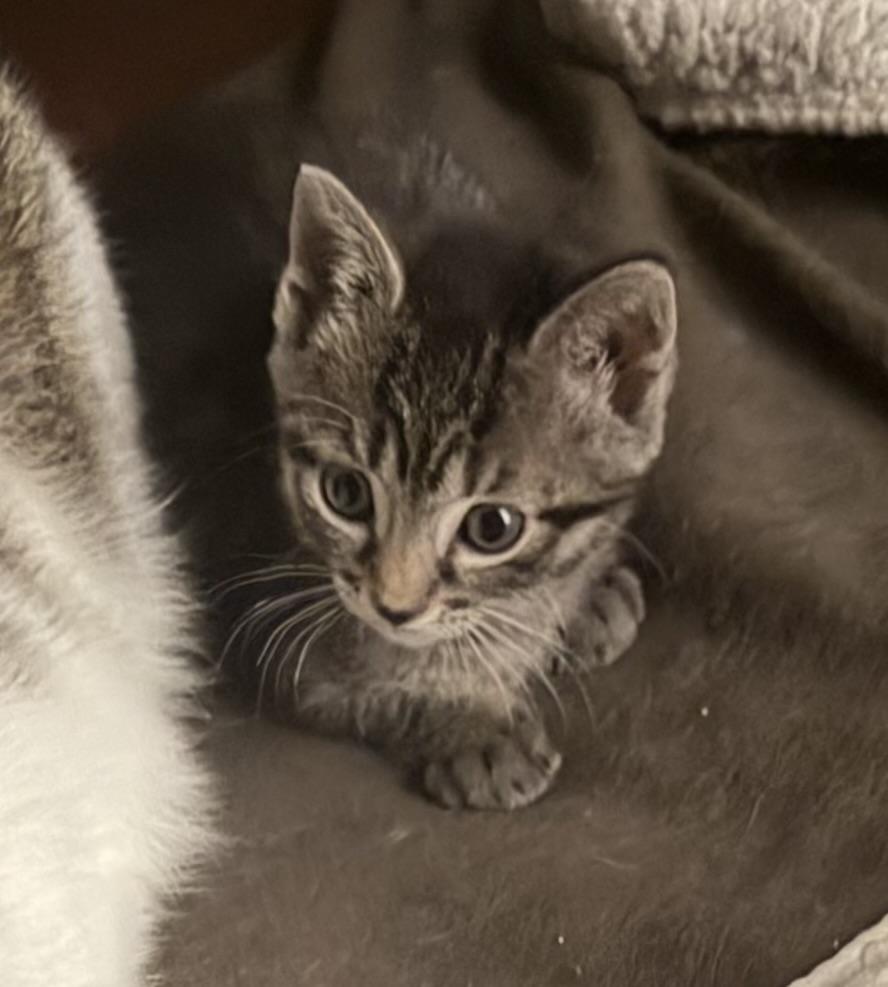 Enlarge Darcy von Meow, an adopted Tabby in Austin, TX image 3/4