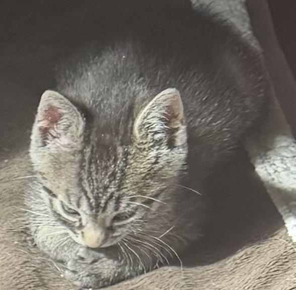 Enlarge Darcy von Meow, an adopted Tabby in Austin, TX image 4/4