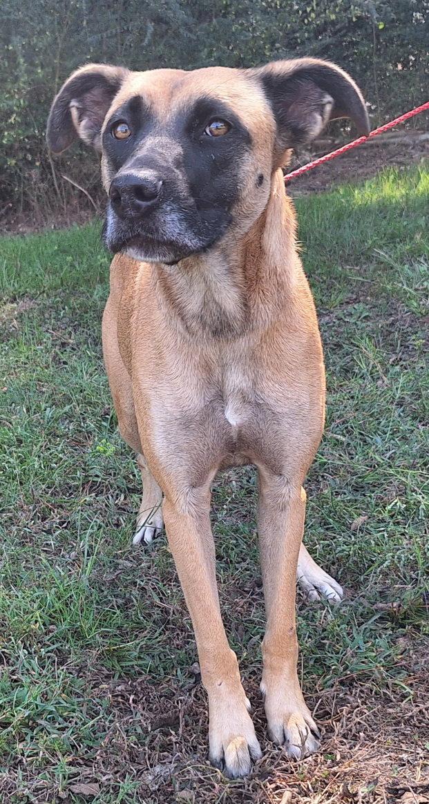 260341  Koda, Adoptable, Adult Female Shepherd & Boxer.