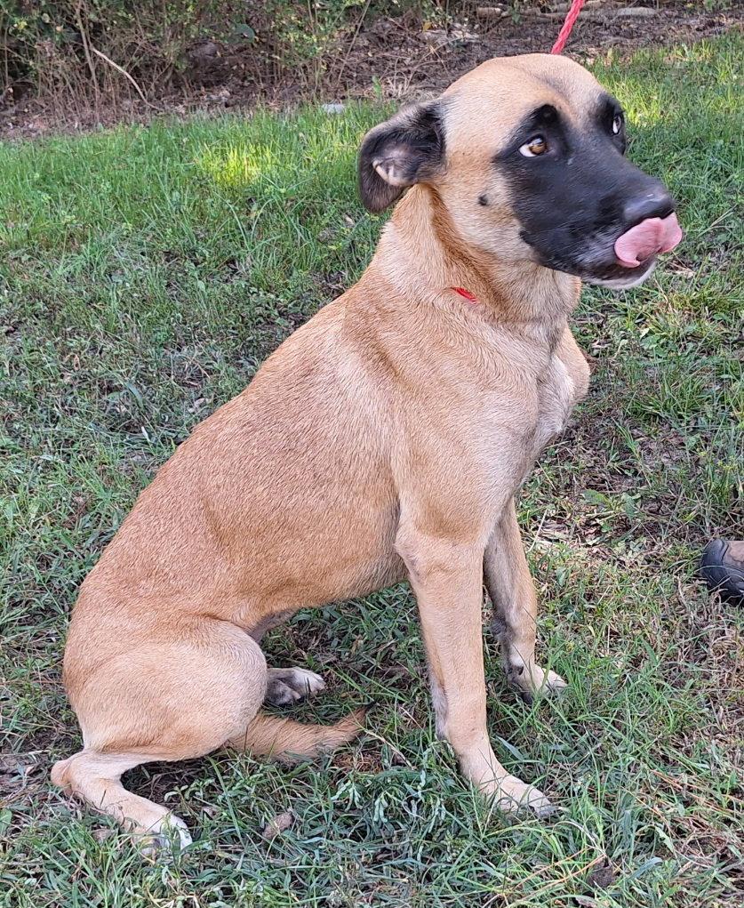 Enlarge 260341  Koda, a Adoptable mixed breed in Wetumpka, AL image 2/3
