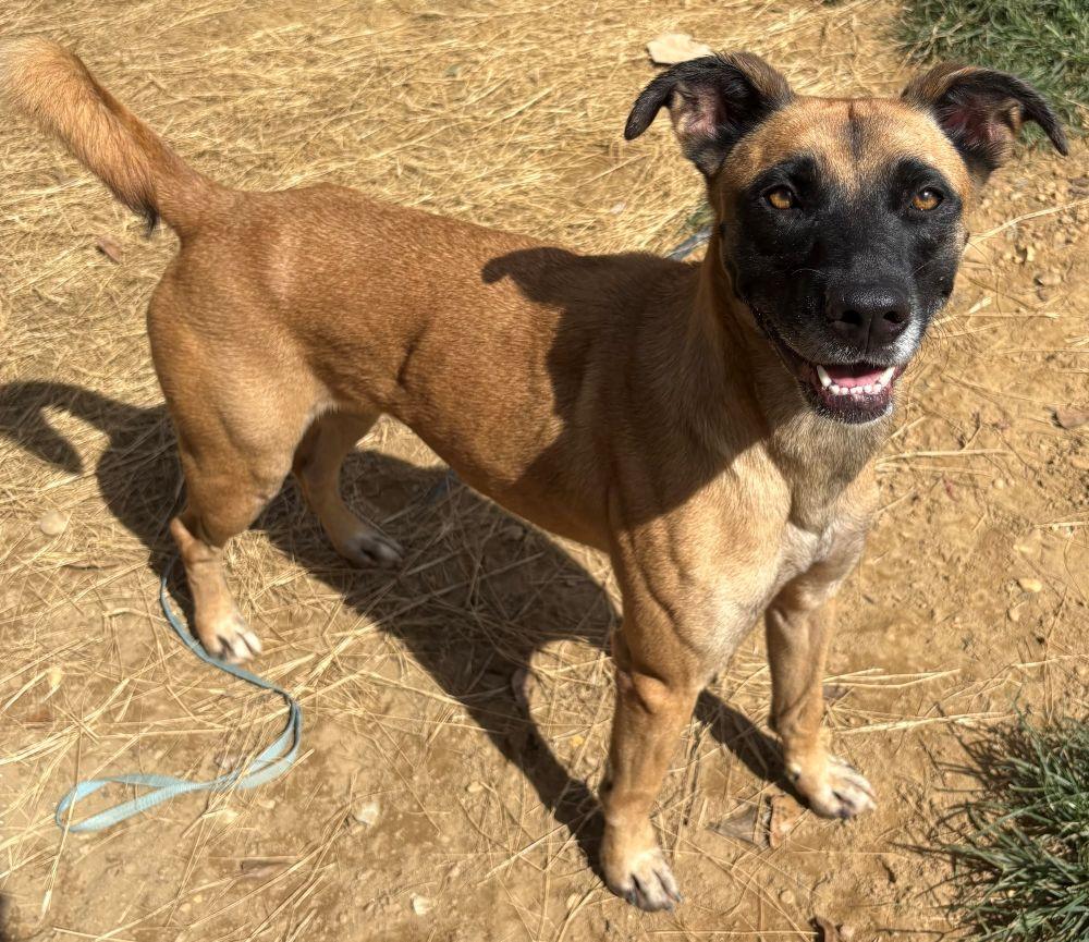 Enlarge 260341  Koda, a Adoptable mixed breed in Wetumpka, AL image 2/3