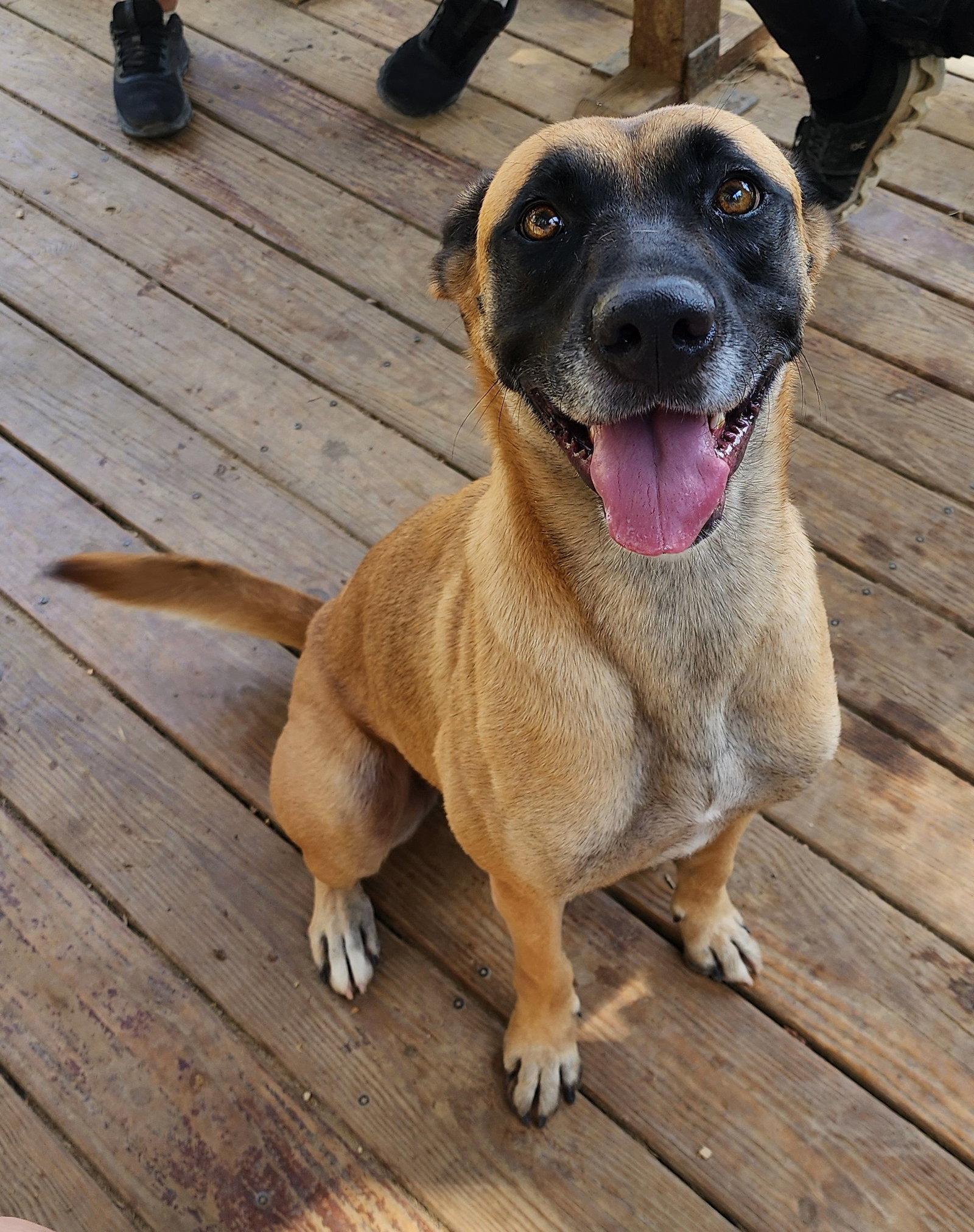 Enlarge 260341  Koda, a Adoptable mixed breed in Wetumpka, AL image 3/3
