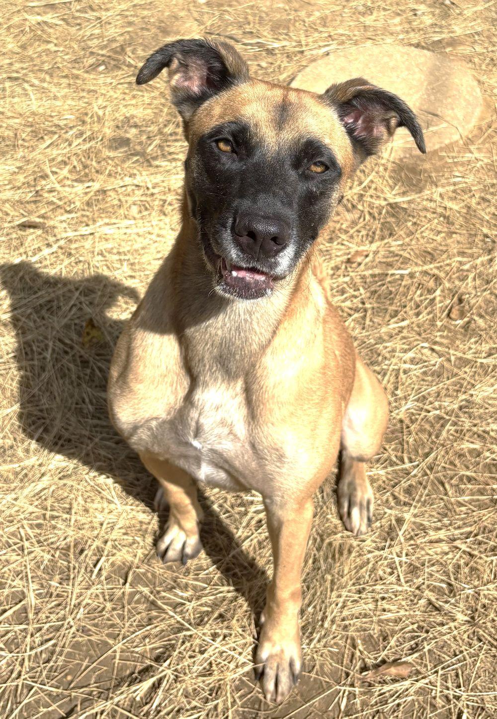 Enlarge 260341  Koda, a Adoptable mixed breed in Wetumpka, AL image 3/3