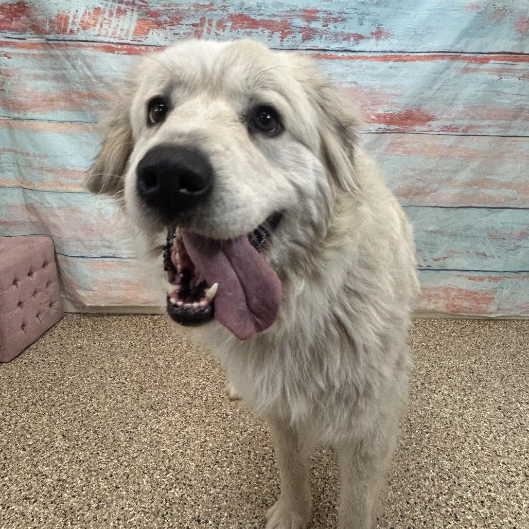 Ivy, Adoptable, Adult Female Great Pyrenees.