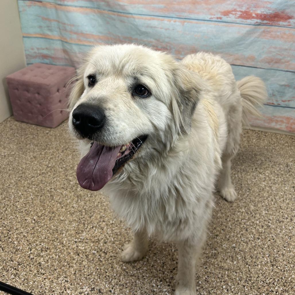 Enlarge Ivy, a Adoptable Great Pyrenees in Cheyenne, WY image 2/3