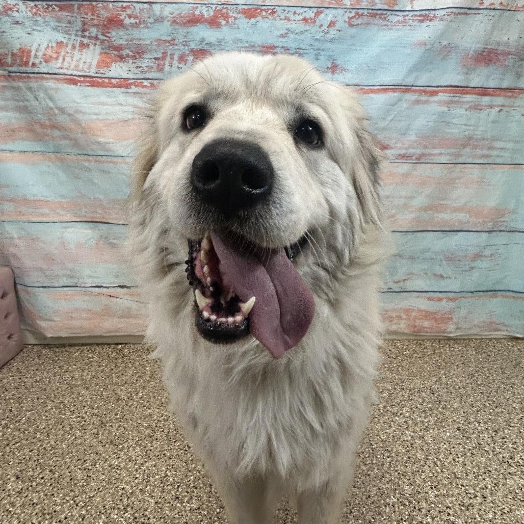 Enlarge Ivy, a Adoptable Great Pyrenees in Cheyenne, WY image 3/3