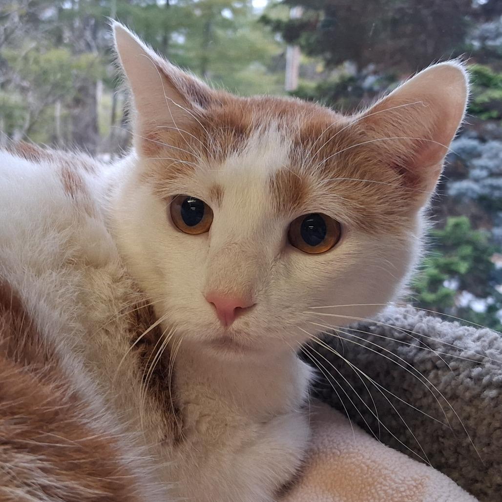 General Tso, Adoptable, Adult Male Domestic Short Hair.