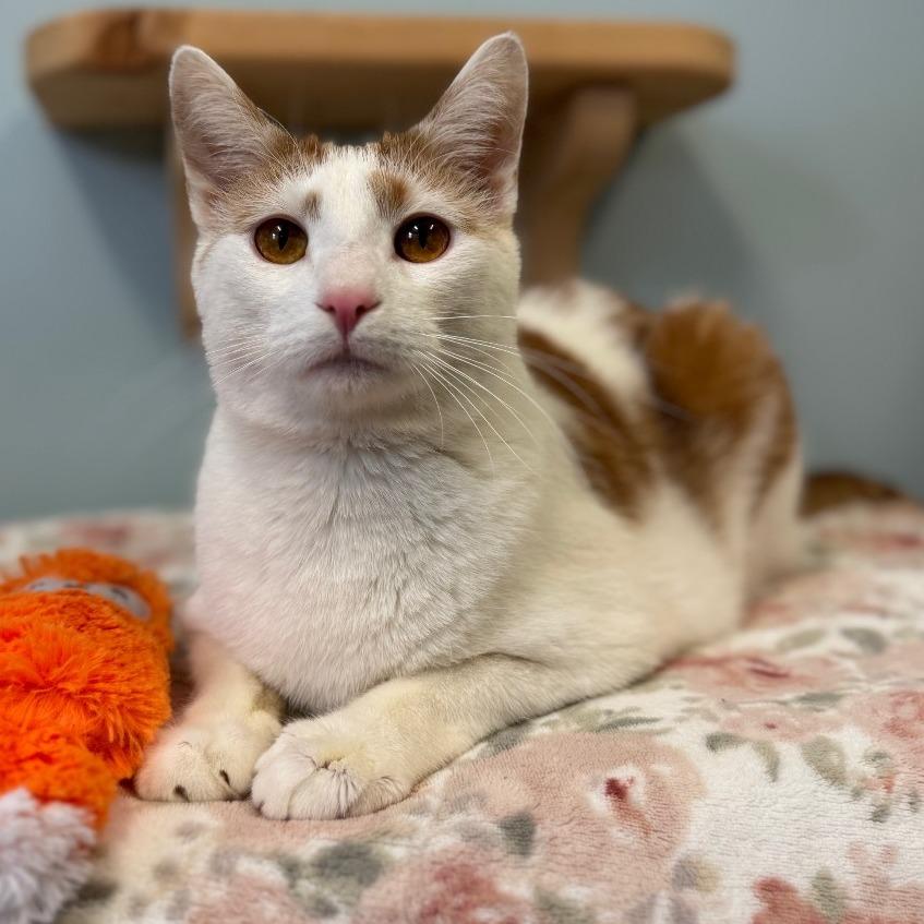 General Tso, a Adoptable Domestic Short Hair in Middlebury, VT image 2/6