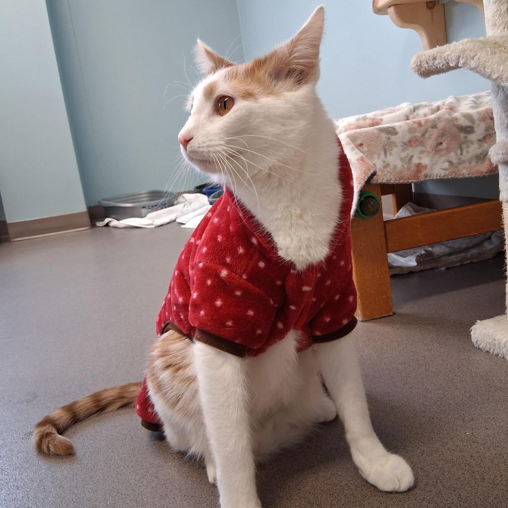 General Tso, a Adoptable Domestic Short Hair in Middlebury, VT image 3/6