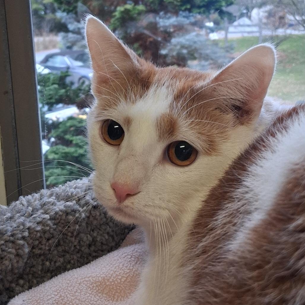 General Tso, a Adoptable Domestic Short Hair in Middlebury, VT image 4/6