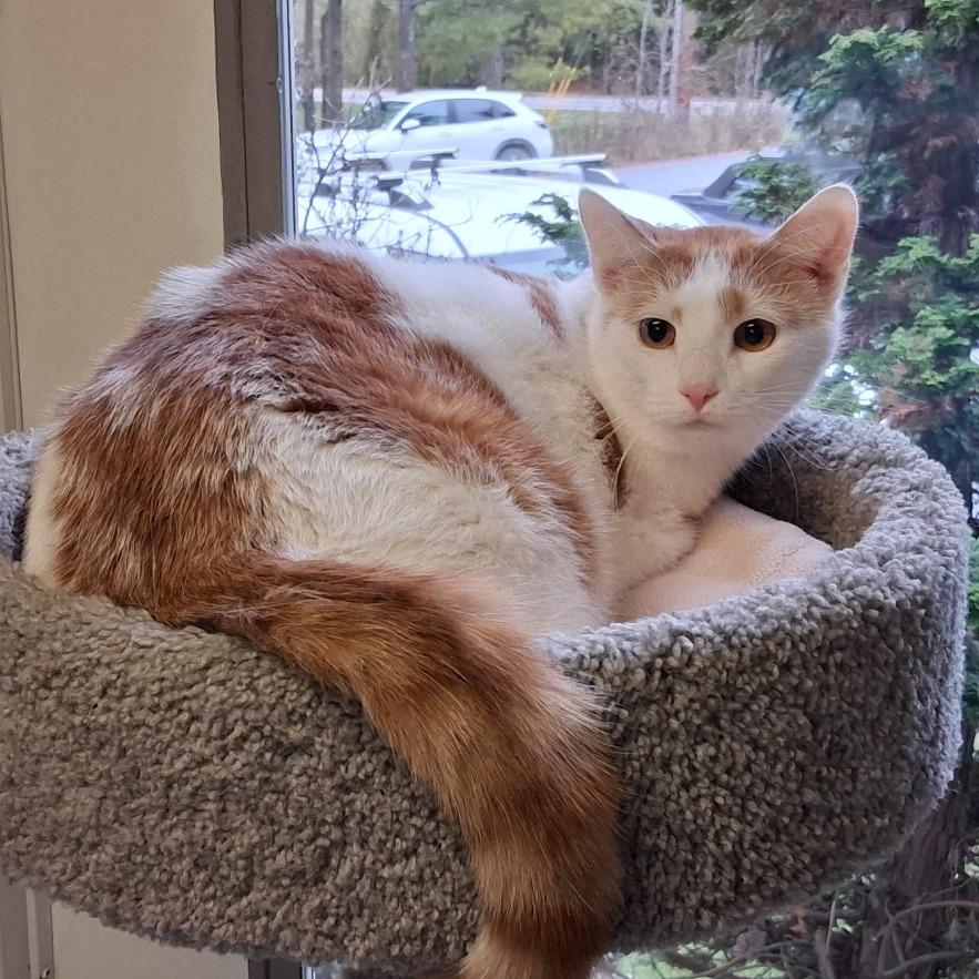 General Tso, a Adoptable Domestic Short Hair in Middlebury, VT image 5/6