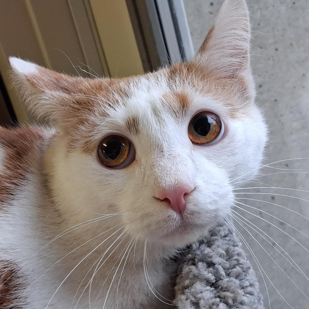 General Tso, a Adoptable Domestic Short Hair in Middlebury, VT image 6/6