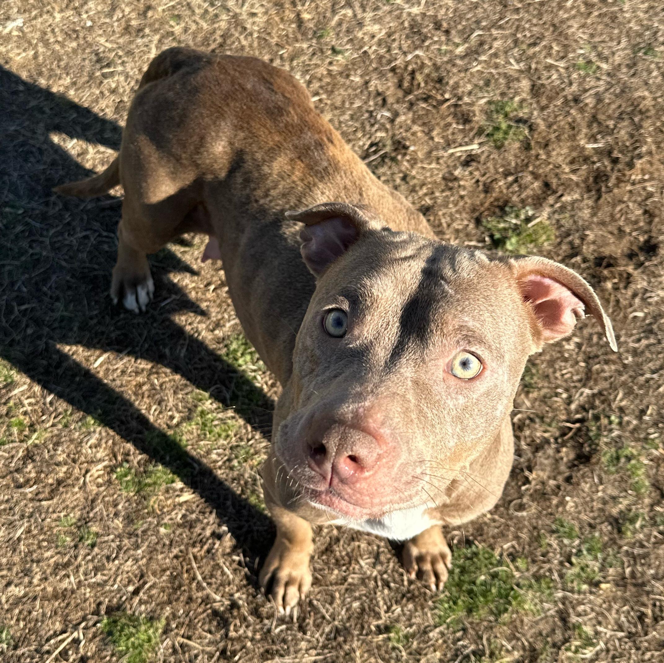 Mocha, ADOPTABLE, Young Female Pit Bull Terrier.
