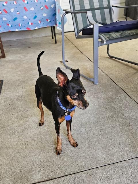 Ace Ventura, Adopted, Adult Male Miniature Pinscher.
