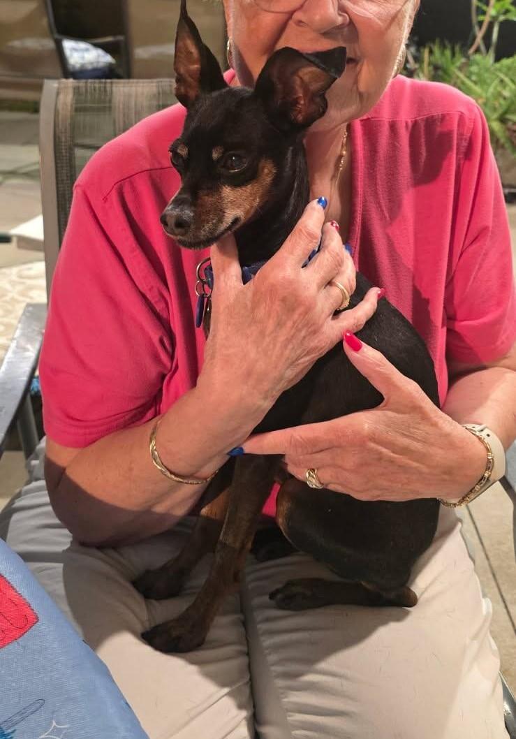 Enlarge Ace Ventura, a Adopted mixed breed in Carlsbad, CA image 2/6