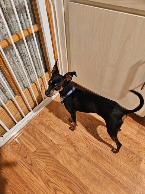 Enlarge Ace Ventura, a Adopted mixed breed in Carlsbad, CA image 3/6