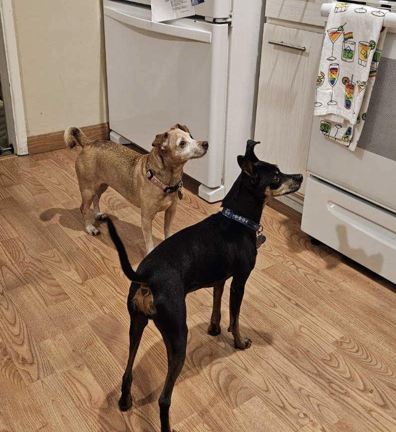 Enlarge Ace Ventura, a Adopted mixed breed in Carlsbad, CA image 4/6