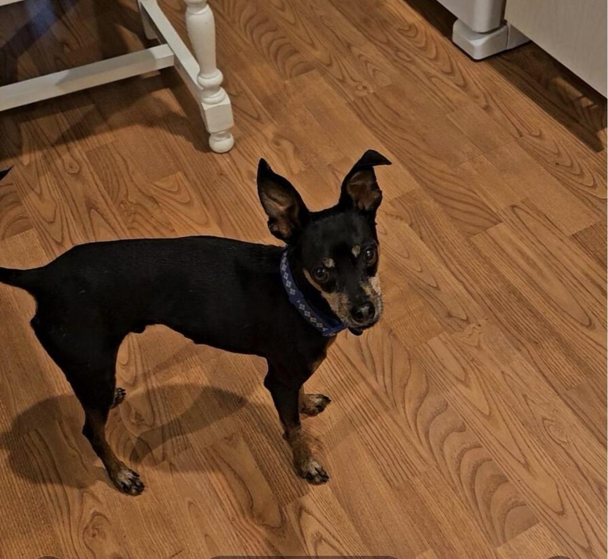 Enlarge Ace Ventura, a Adopted mixed breed in Carlsbad, CA image 5/6