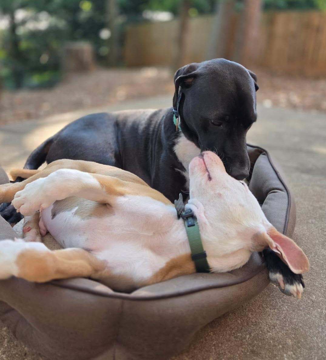 Zippo, adopted, Puppy Male Labrador Retriever & Terrier.