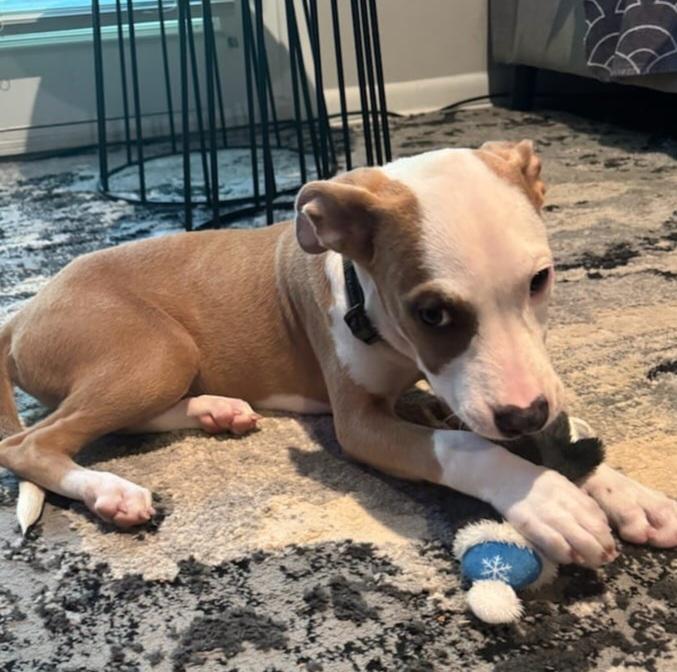 Zippo, an adopted mixed breed in Atlanta, GA image 2/3