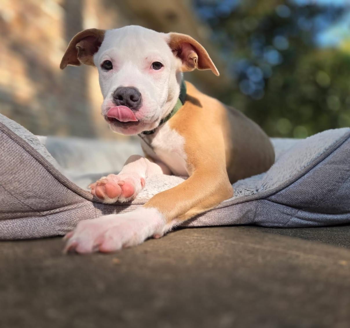 Zippo, an adopted mixed breed in Atlanta, GA image 3/3