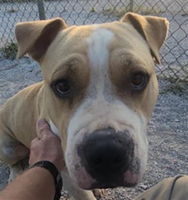 LIL' REGGIE, Adoptable, Young Male American Staffordshire Terrier.