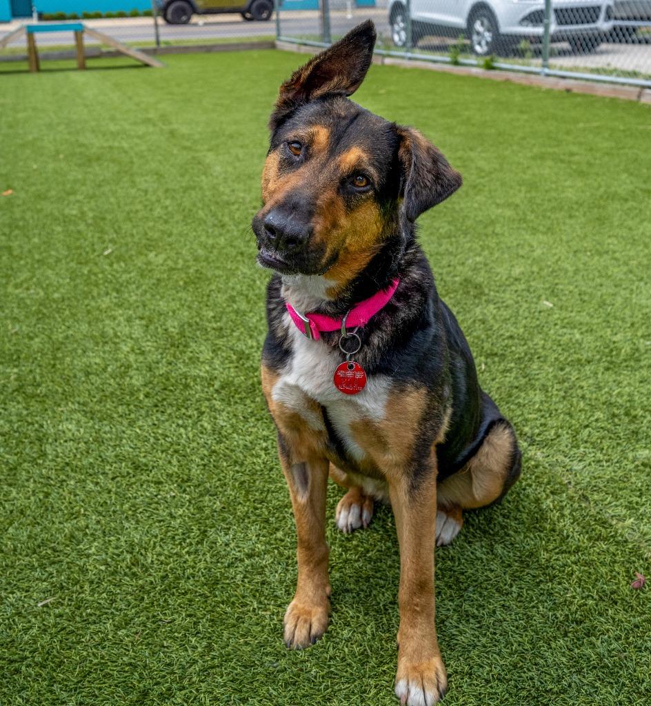 Enlarge River, a Adoptable mixed breed in Detroit, MI image 1/4