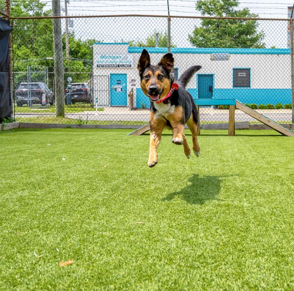 Enlarge River, a Adoptable mixed breed in Detroit, MI image 3/4