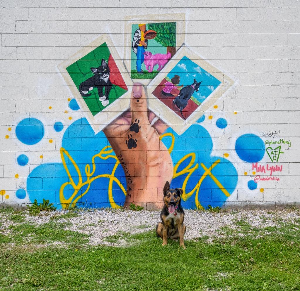 Enlarge River, a Adoptable mixed breed in Detroit, MI image 4/4