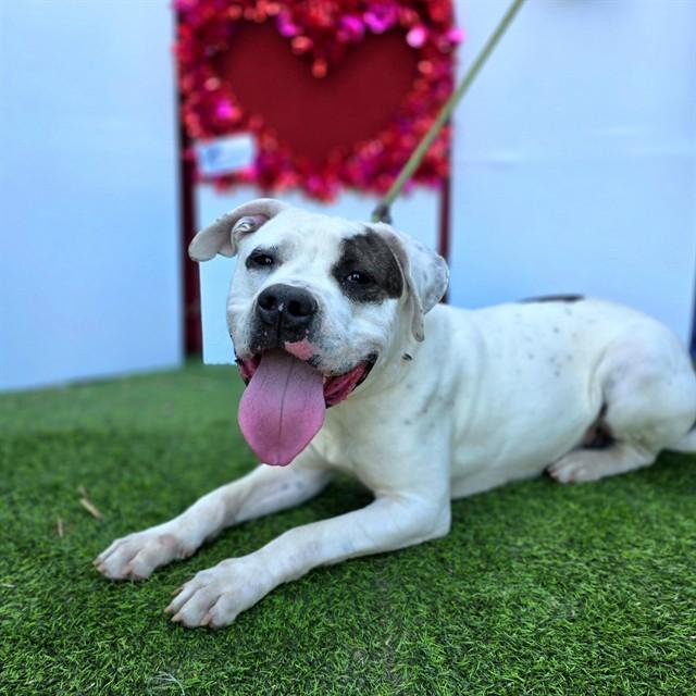 Enlarge THEODORE, a Adoptable mixed breed in Long Beach, CA image 1/1