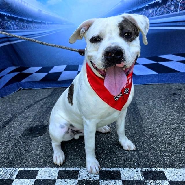 Enlarge THEODORE, a Adoptable mixed breed in Long Beach, CA image 1/1