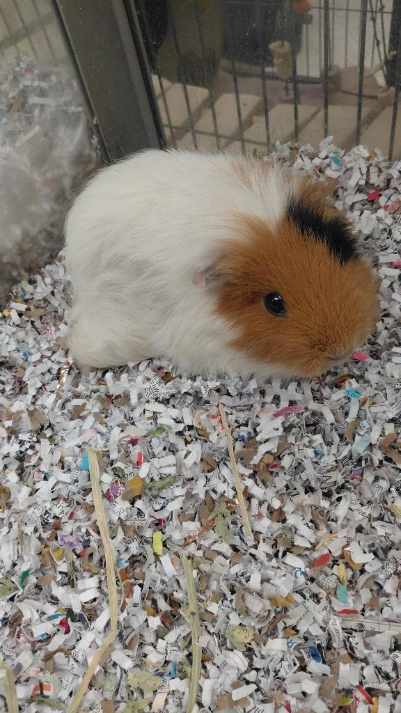 Enlarge Hilda, a Adoptable Guinea Pig in Cincinnati, OH image 1/1