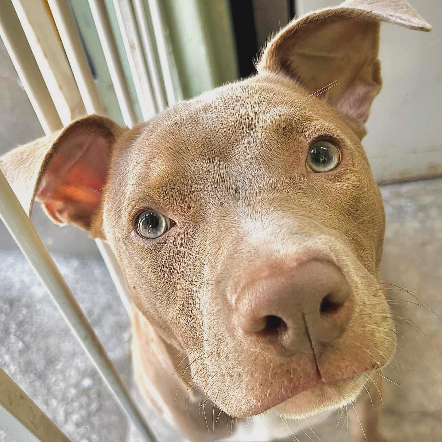 Sadie, a Adoptable mixed breed in West Falls, NY image 1/5