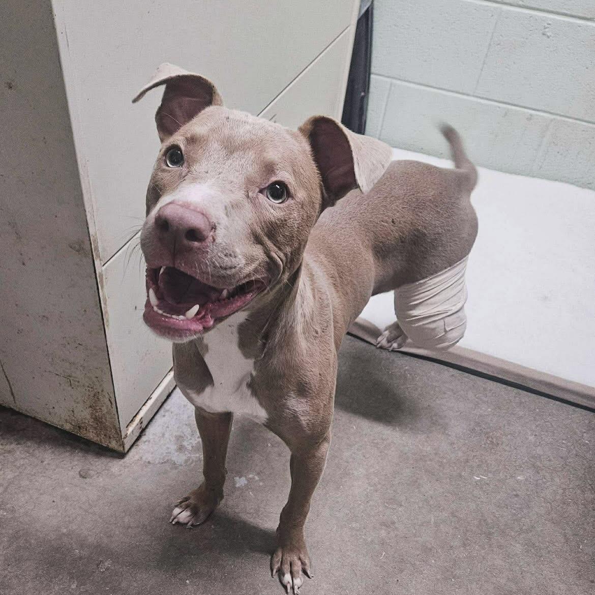 Sadie, a Adoptable mixed breed in West Falls, NY image 2/5