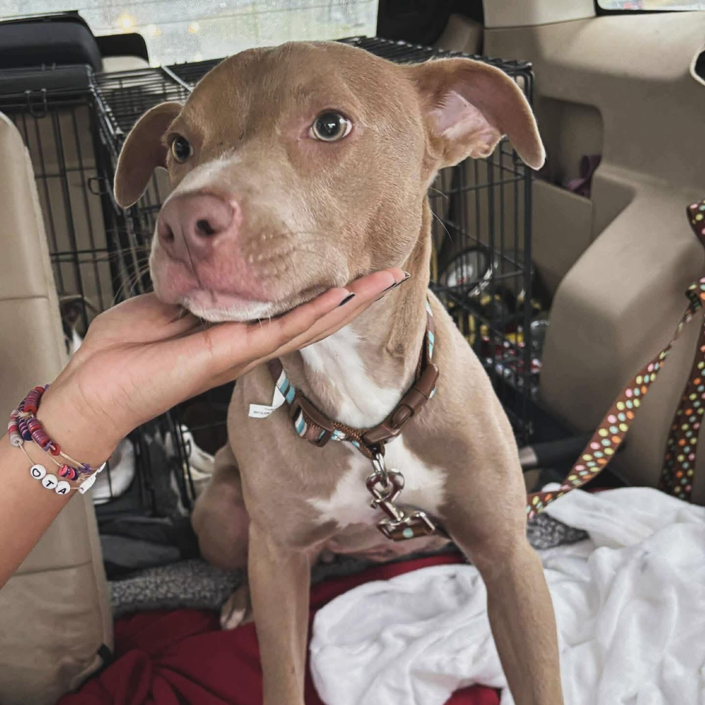 Sadie, a Adoptable mixed breed in West Falls, NY image 3/5