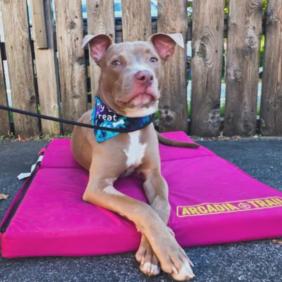 Sadie, Adoptable, Young Female American Staffordshire Terrier.