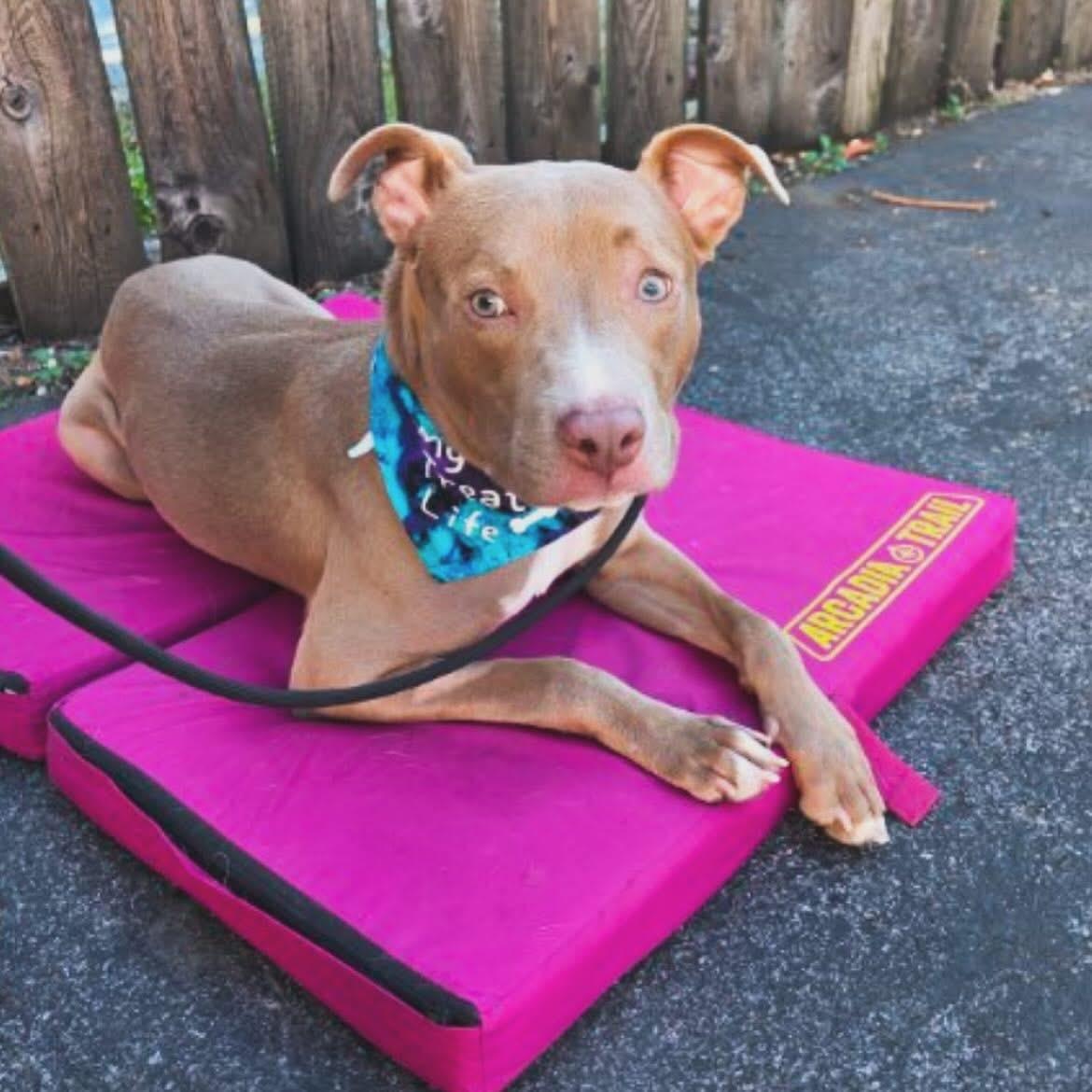 Sadie, a Adoptable mixed breed in West Falls, NY image 5/5