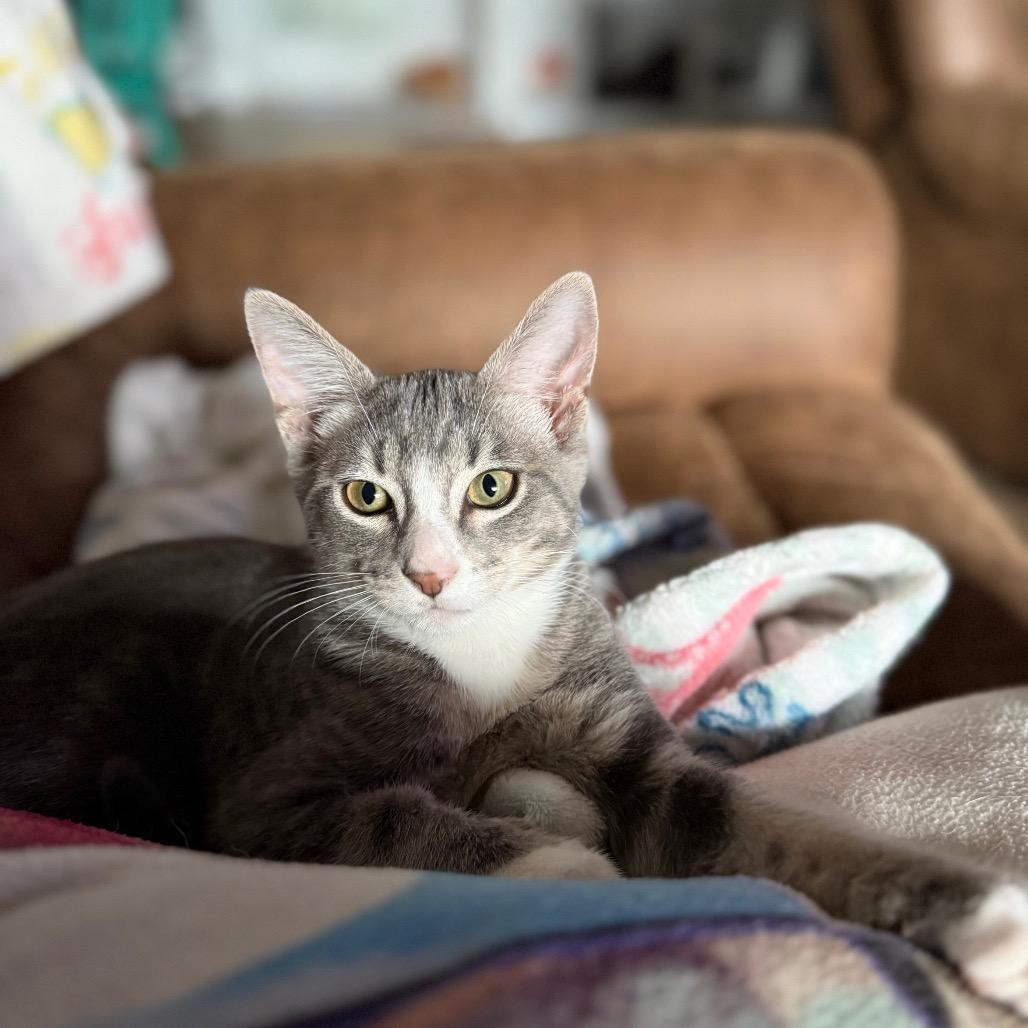 Enlarge Styx, a Adoptable Domestic Short Hair in Huntsville, AL image 1/5