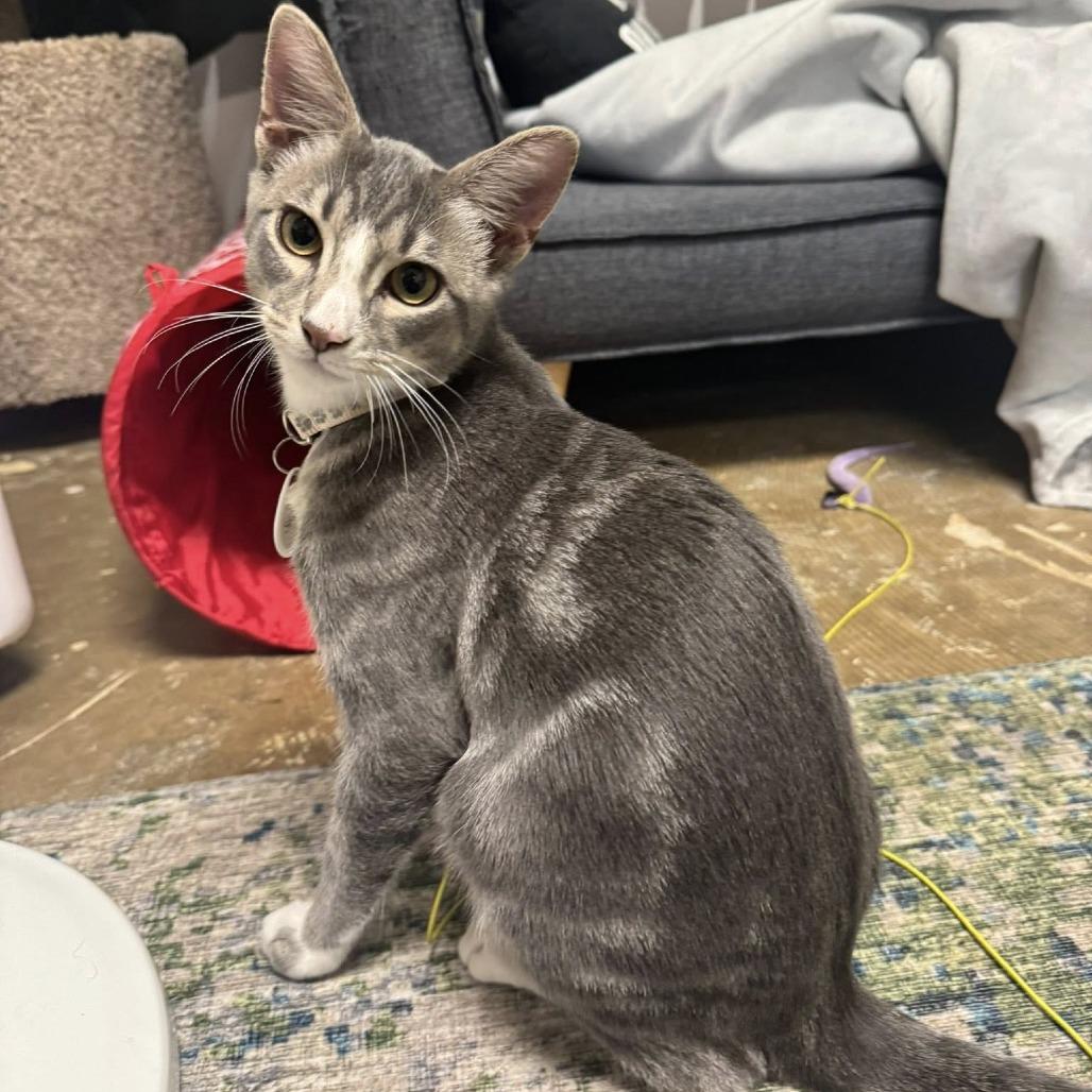 Enlarge Styx, a Adoptable Domestic Short Hair in Huntsville, AL image 2/5