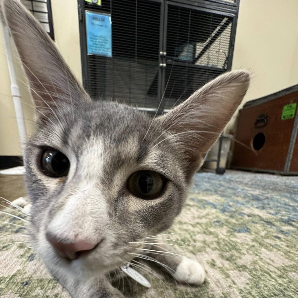 Enlarge Styx, a Adoptable Domestic Short Hair in Huntsville, AL image 3/5